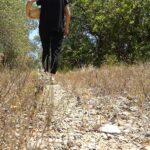 Un sendero envejecido entre olivos